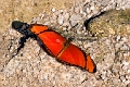 HELICONIDAE, Dryas julia